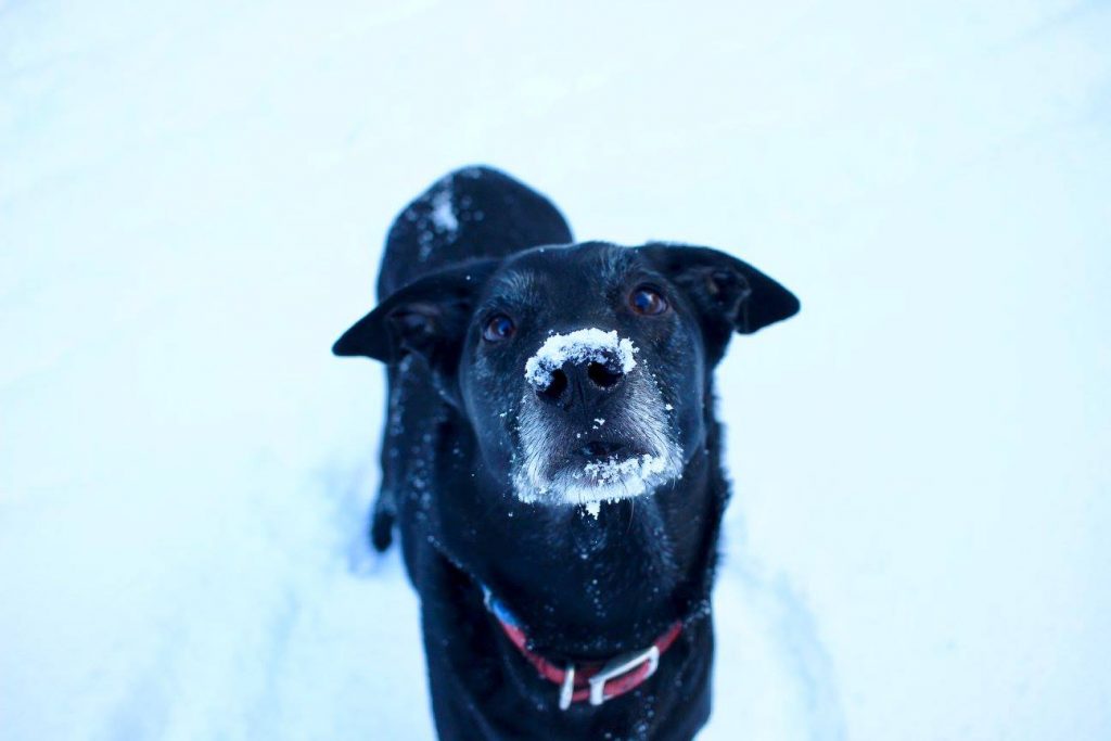 Moose in the snow