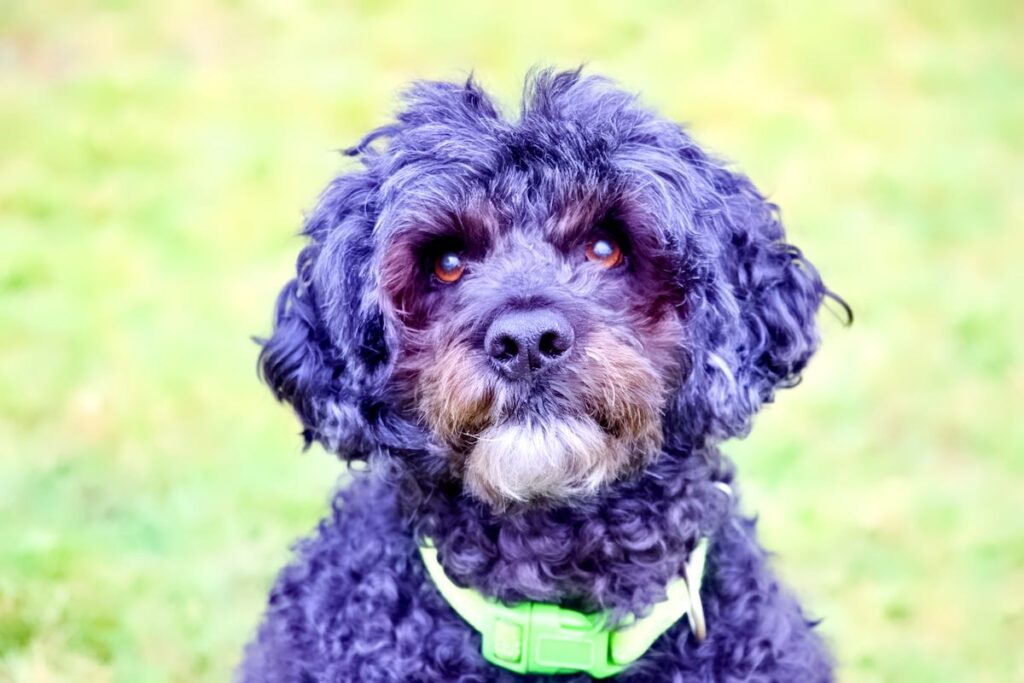 Charlie dog